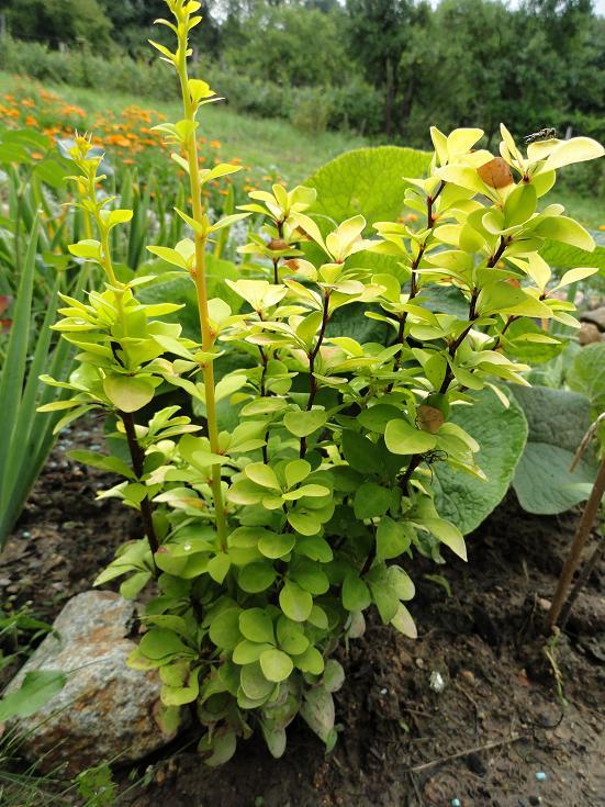 Berberis, Okrasné záhradky, rosalka, 1