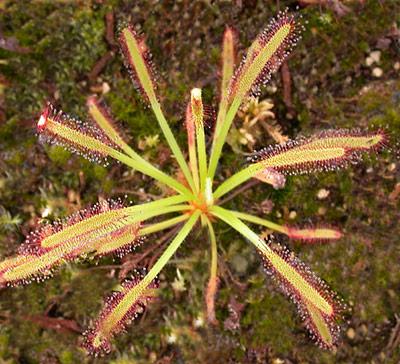 Drosera capensis, A všeličo ostatné, MRSR, 1