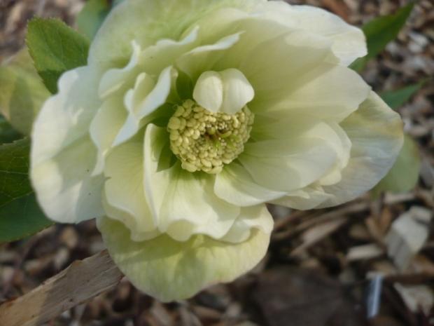 Jarná - Helleborus ´Double Ellen´ White, Kvetinové portréty, alpinka, 1
