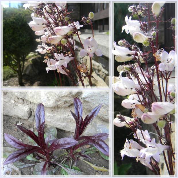 penstemon digitalis Husker Red Strain, Skalky, Maja62, 1