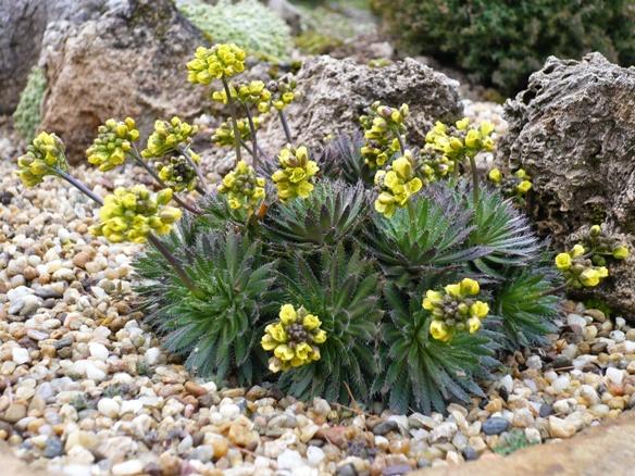Ponuka pre jar 2012: Draba rigida, Skalky, alpinka, 1