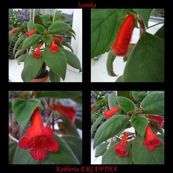 Kohleria ERIANTHA 2012, Izbové kvety Kohleria ERIANTHA 2012, Izbové kvety, Iconka, 1