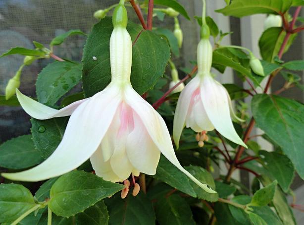 Fuchsia č.7, Náš dvor Fuchsia č.7, Náš dvor, rosalka, 1