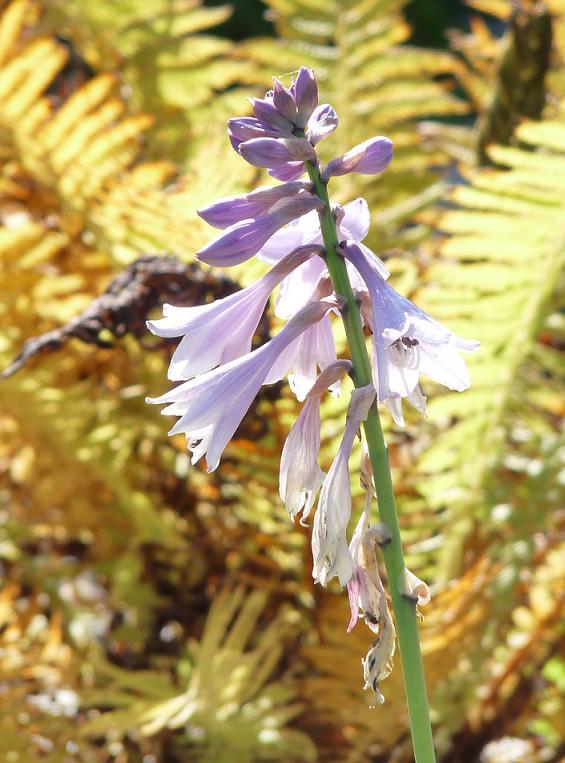 hosta kvitne aj v októbri, Okrasné záhradky, , 1