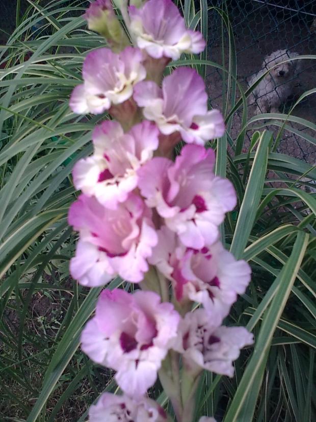 gladiola od Carnaby, Okrasné záhradky gladiola od Carnaby, Okrasné záhradky, elen1, 1