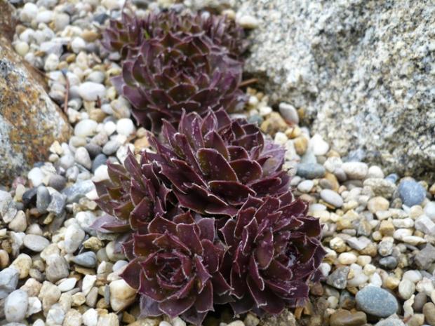 Sempervivum ´GOLLUM´, Skalky, alpinka, 1