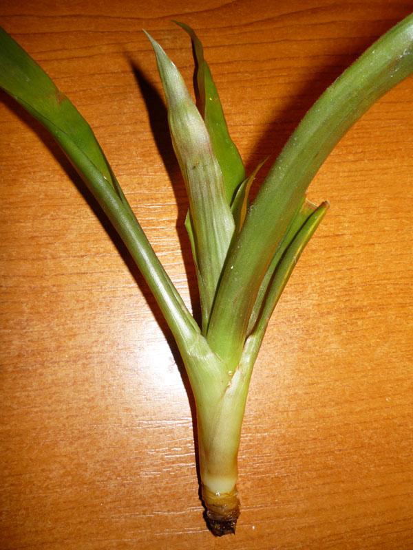 Guzmánia, Izbové kvety Guzmánia, Izbové kvety, Shin-green, 1
