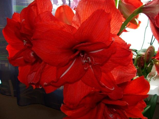 Hippeastrum, Izbové kvety, micquie, 1