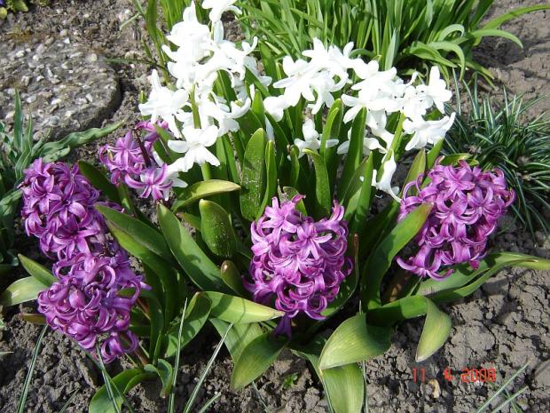 trochu vůně -hyacinty, Kvetinové portréty, AninaK, 1