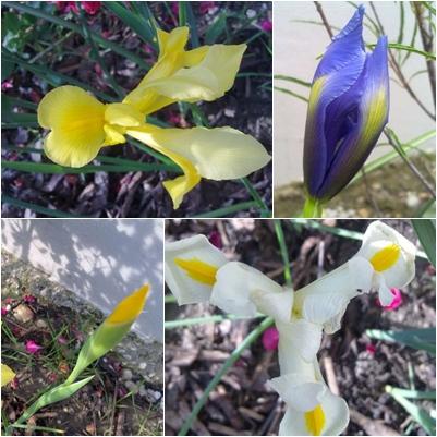 iris, Okrasné záhradky iris, Okrasné záhradky, Danka 14, 1