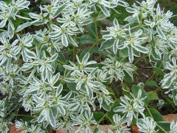 euphorbia, Okrasné záhradky euphorbia, Okrasné záhradky, Dominika 123, 1
