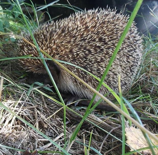 milá návšteva, Portréty živočíchov milá návšteva, Portréty živočíchov, Dominika 123, 1