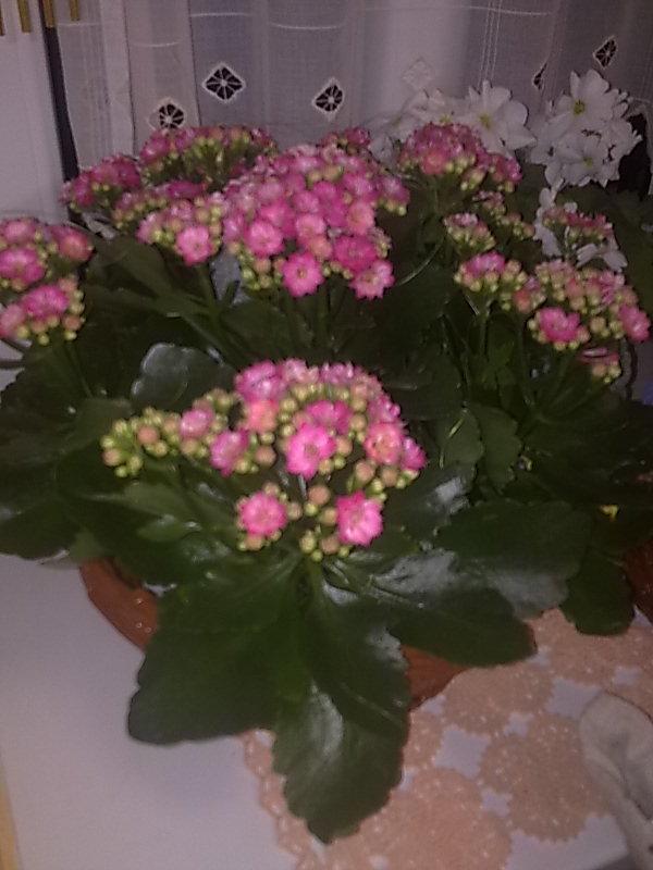 kalanchoe, Izbové kvety kalanchoe, Izbové kvety, evusik123, 1
