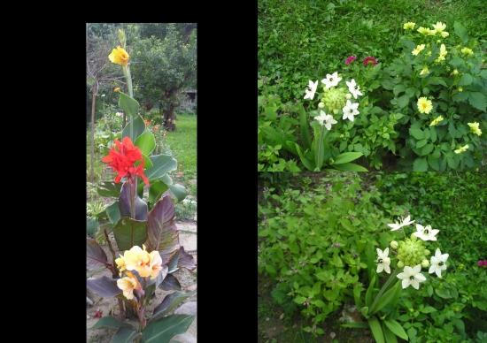 kany-trio + Ornithogalum, Okrasné záhradky kany-trio + Ornithogalum, Okrasné záhradky, antonia59, 1