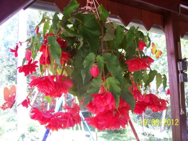 begonia u mojej sestry, Okenné parapety, Hanka47, 1