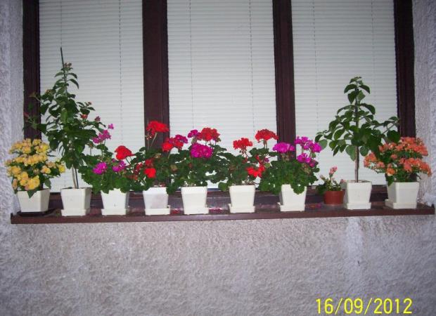 mix kvetín, Okenné parapety, Hanka47, 1
