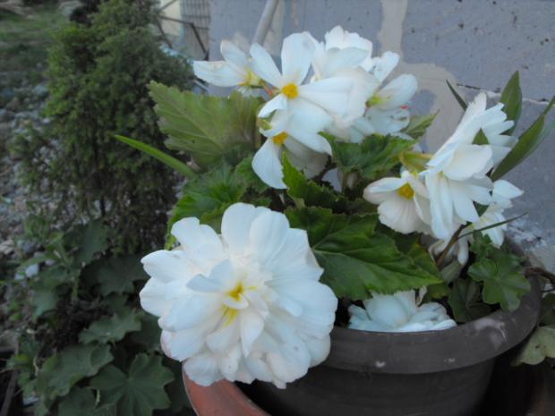 moja biela begonia, Náš dvor, púpava, 1