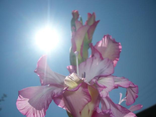slniečkový gladiol..., Okrasné záhradky slniečkový gladiol..., Okrasné záhradky, ariadna11, 1