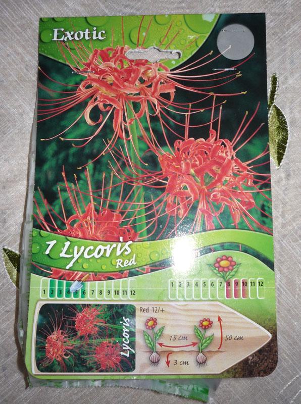 Lycoris - predsa som ho zohnal, Okrasné záhradky, Shin-green, 1
