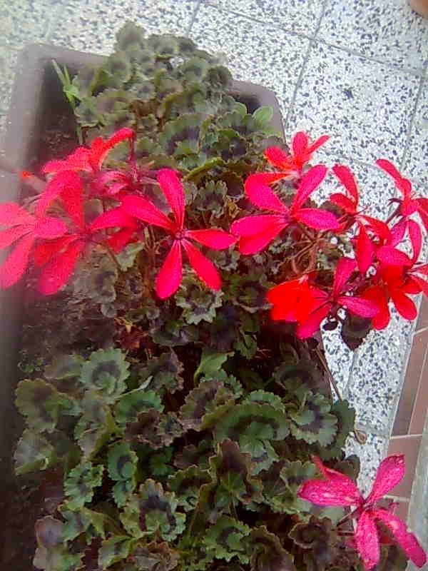 minimuškát, Balkóny minimuškát, Balkóny, ellys, 1