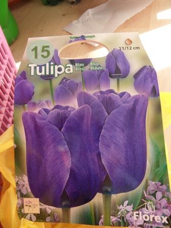 modré tulipány, Okrasné záhradky, robert, 1
