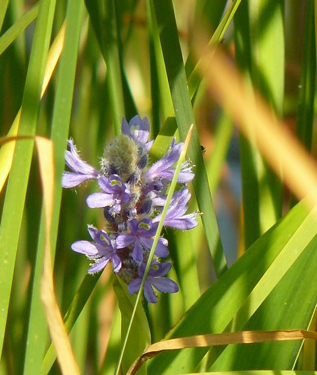 Modráska srdčitá - PONTEDERIA cordata, Kvetinové portréty, Slavi, 1