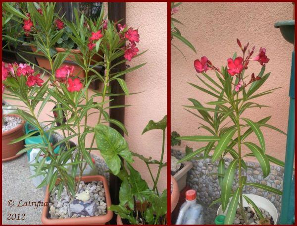 Červený oleander, Okrasné záhradky Červený oleander, Okrasné záhradky, LATRYNA, 1