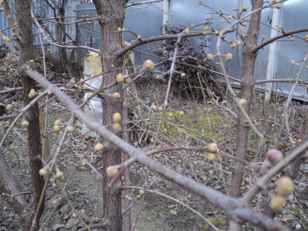 drienka, Ovocné sady drienka, Ovocné sady, ludmila42, 1