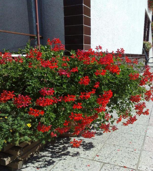 muškáty teraz, Náš dvor muškáty teraz, Náš dvor, evusik123, 1