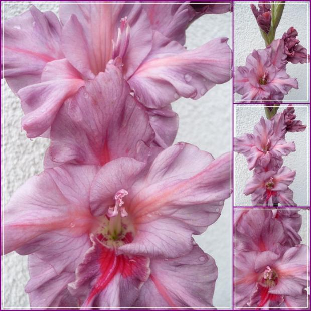 Gladiola ´NOSLEPUMAINÁ ŠOKOLÁDE´, Kvetinové portréty Gladiola ´NOSLEPUMAINÁ ŠOKOLÁDE´, Kvetinové portréty, alpinka, 1
