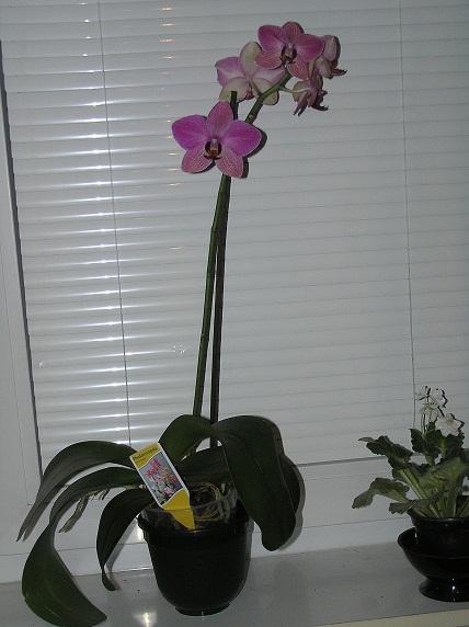 moja orchidea, Izbové kvety moja orchidea, Izbové kvety, MARYLIN21, 1