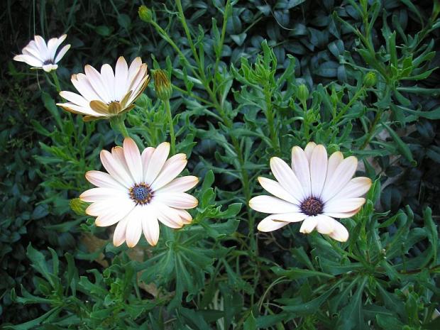 osteospormum, Skalky, denny, 1