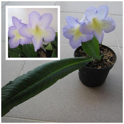 Streptocarpus no name 4 , Izbové kvety Streptocarpus no name 4 , Izbové kvety, Janka30, 1