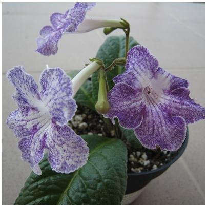 Streptocarpus Aly´s Magnetosphere, Izbové kvety Streptocarpus Aly´s Magnetosphere, Izbové kvety, Janka30, 1