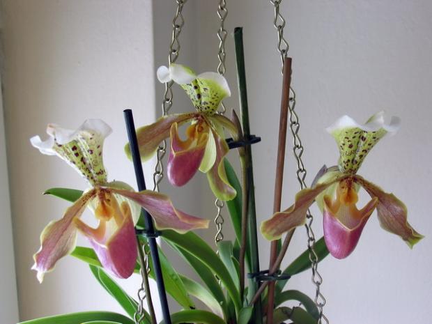 Paphiopedilum, Izbové kvety, Natasha, 1