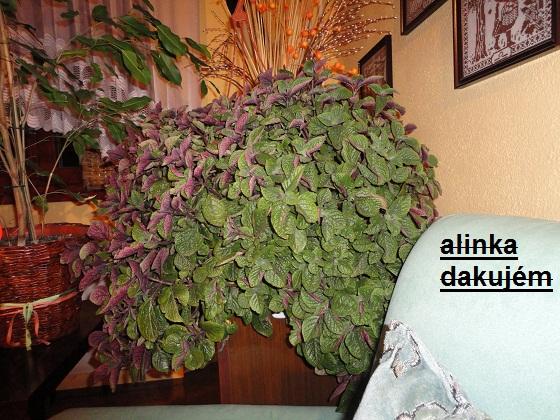 plektrant..., Izbové kvety, 21dada02, 1