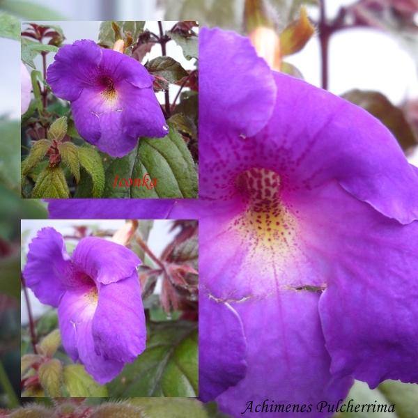 Achimenes Pulcherrima, Okenné parapety Achimenes Pulcherrima, Okenné parapety, Iconka, 1