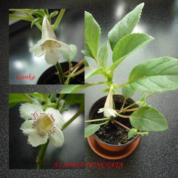 ALSOBIA PUNCTATA, Okenné parapety ALSOBIA PUNCTATA, Okenné parapety, Iconka, 1