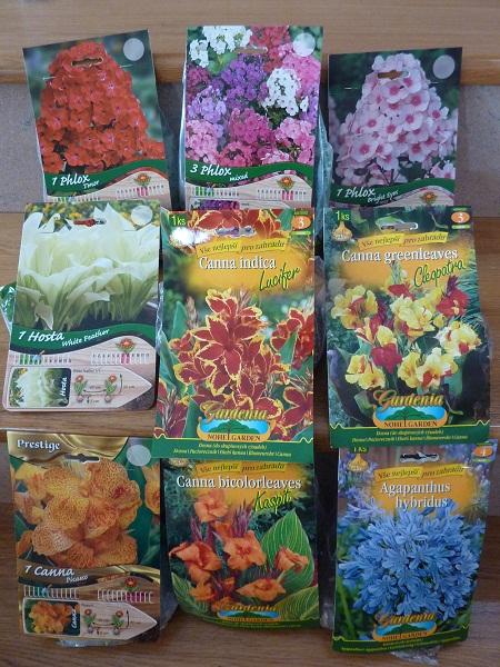 Floxy, kany, hosta, agapant , A všeličo ostatné Floxy, kany, hosta, agapant , A všeličo ostatné, betkab, 1