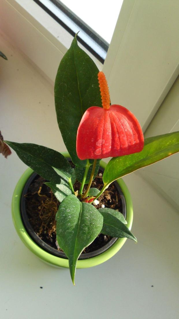 Anthurium scherzerianum z Agrokomplexu, Izbové kvety, oskar, 1