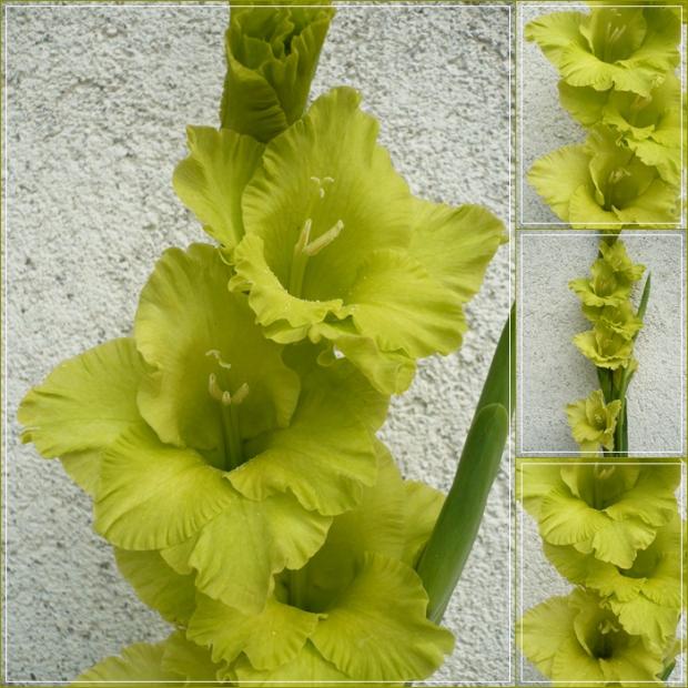 Gladiola zelená - semenáč 8160, Kvetinové portréty Gladiola zelená - semenáč 8160, Kvetinové portréty, alpinka, 1