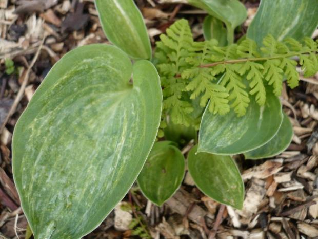 Hosta ´SPILT MILK´, Okrasné záhradky, alpinka, 1