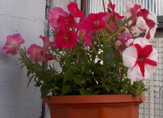 moja petunia a surfinia, Balkóny, michal50741, 1