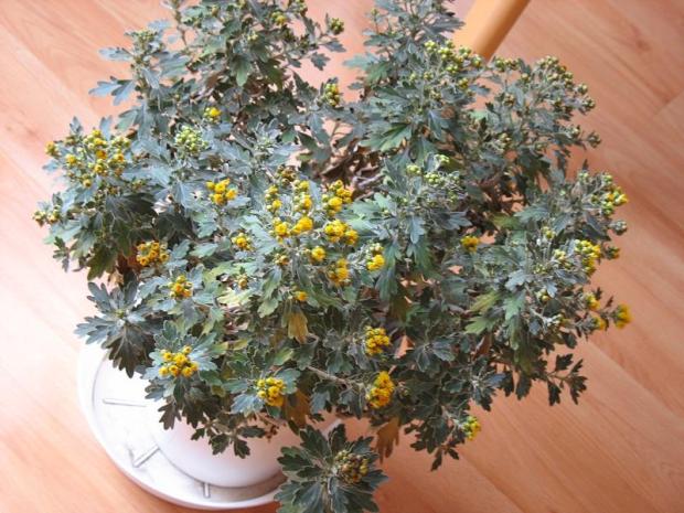 Strieborná chryzanténa, Okrasné záhradky, vb, 1