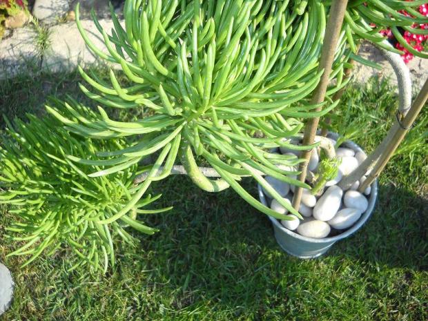 senecio cylindricus..., Okenné parapety senecio cylindricus..., Okenné parapety, jarka213, 1