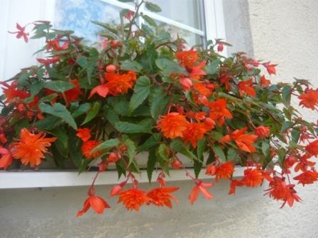 Ťahavá begonia, Okenné parapety, sereina, 1