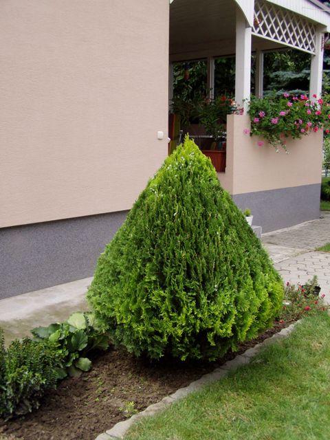 Ostrihaná tujka, Náš dvor, fidorka, 1