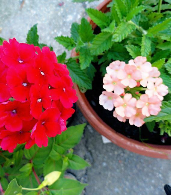 Verbena....., Náš dvor Verbena....., Náš dvor, rosalka, 1
