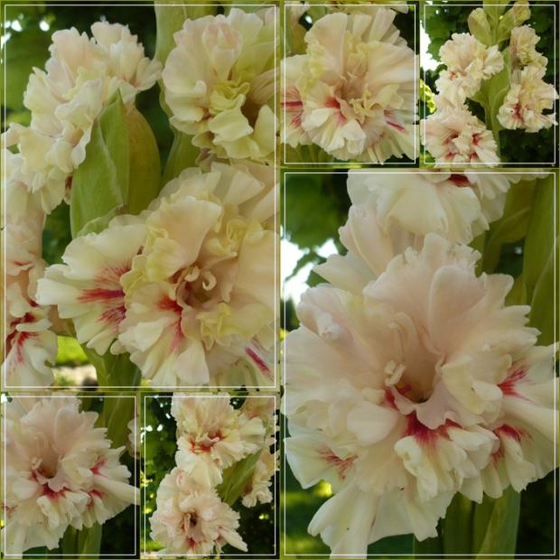 Gladiola ´VIVA ITALIA´, Kvetinové portréty Gladiola ´VIVA ITALIA´, Kvetinové portréty, alpinka, 1