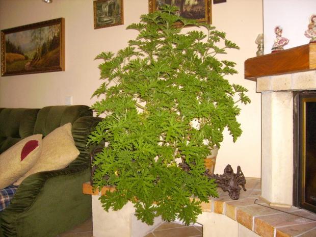 Voňavá citronová pelargonie, Izbové kvety, vlasta., 1